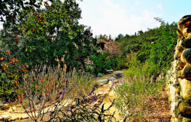 Butterfly Sanctuary